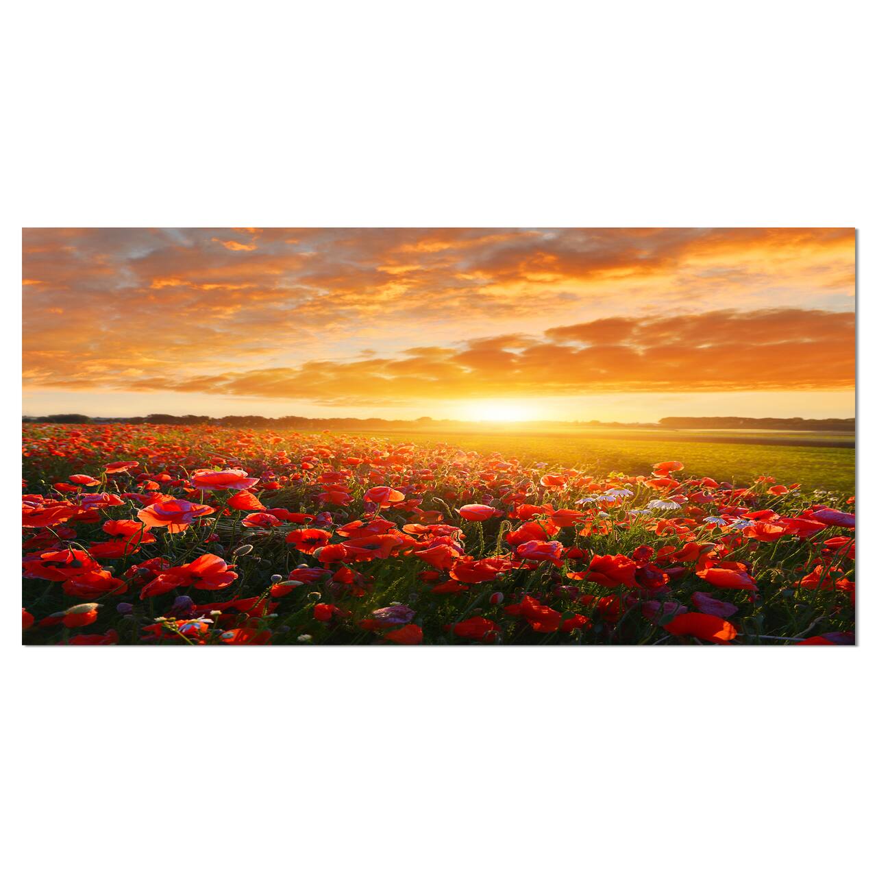 Designart - Beautiful Poppy Field at Sunset - Abstract Wall Art Canvas